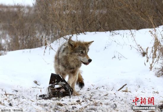 在冬天的每个早上，弗拉基米尔都会去检查他之前布好的每个陷阱，看看有没有狼被困住。如果有的话，就把它们杀死，带回家剥皮去卖。
一只倒霉的狼误入兽夹。