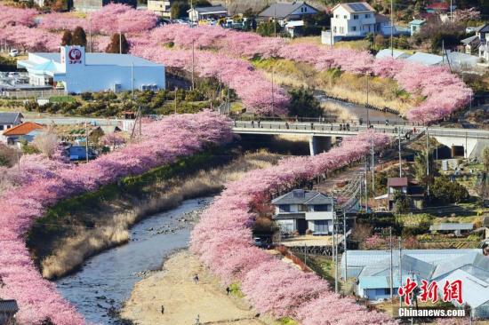 日本早春樱花盛开 形成粉色花道浪漫唯美(组图)
