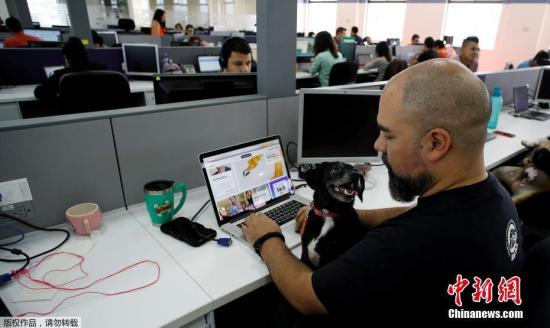 当时时间2月15日，哥斯达黎加一家企业允许员工带宠物上班。家有爱犬的员工纷纷把“小伙伴”带到公司。狗狗们在主人身边或怀里，“督促”他们认真工作。