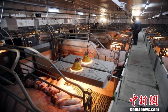 农业农村部：生猪生产探底回升 出现多方面积极信号