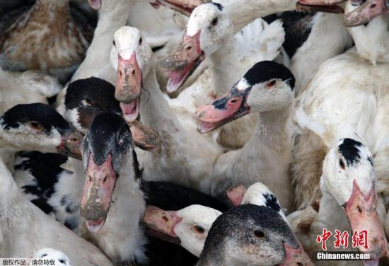 当地时间2017年2月22日，法国西南部Saint Aubin，当地禽农场捕捉鸭子送往屠宰场进行宰杀。为了对抗禽流感疫情，法国当局决定扑杀该国西南部朗德地区的36万只鸭子，该地区为法国鹅肝产品的主要产地，产量占全国四分之一。