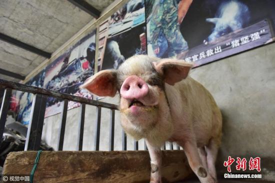 环保力度提升 生猪养殖业面临治污挑战