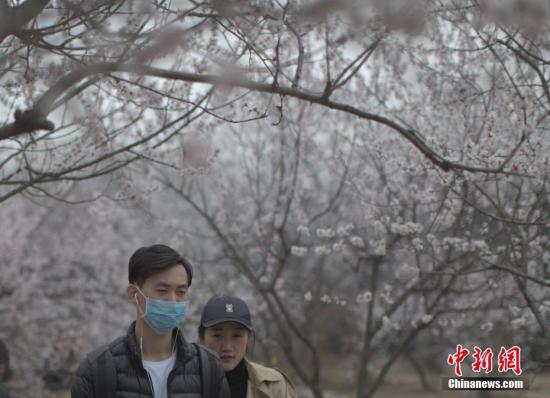 3月22日，北京遭遇雾霾天，空气质量达中度污染。图为市民在北京植物园赏春花。 <a target='_blank' href='http://www.chinanews.com/'>中新社</a>记者 刘关关 摄