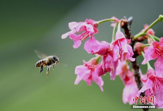 资料图：花丛边的小蜜蜂。 王东明 摄