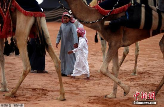 资料图：沙特“骆驼节”。