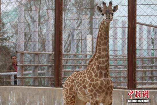 �����������С����¹�� <a target='_blank' href='http://www.chinanews.com/'>������</a>���� ������ ��