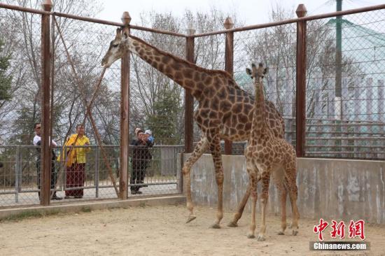 4月6日，青藏高原野生动物园表示，该园繁育成活首只长颈鹿。图为长颈鹿妈妈带小长颈鹿“散步”。 <a target='_blank' href='http://www.chinanews.com/'>中新社</a>记者 罗云鹏 摄