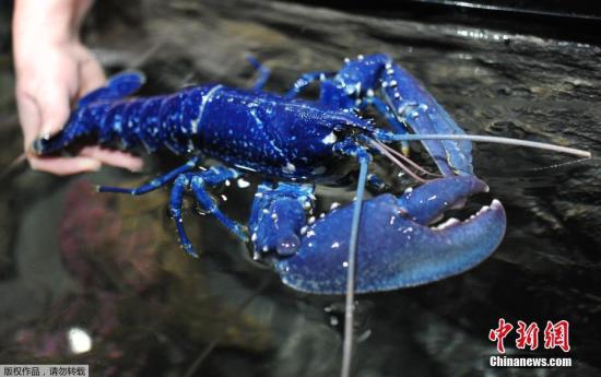 当地时间4月19日，法国布雷斯特，专家解释说，这种蓝色的龙虾十分罕见，200-300万只龙虾中才会出现1只法国蓝龙虾。研究发现，一种数量过多的蛋白质虾青素结合后，形成蓝色化合物虾青蛋白。正是这种物质导致龙虾呈现蓝色。