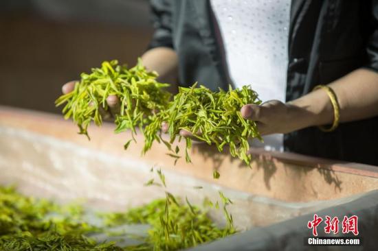 连日来，位于鄱阳湖畔的江西省都昌县1.5万亩白茶迎来采制高峰期，来自各个乡镇的千余名采茶工和制茶师傅们抢采雨前茶，供应市场。近年来，江西都昌县加大种植业结构调整力度，利用当地良好的生态环境优势，发展林下茶产业，带动当地农户增收致富。4月18日，在江西省都昌县阳峰乡的一处茶园，采茶工在采摘茶叶。傅建斌 摄