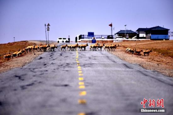 Tibetan antelopes cross a road in Yushu, Northwest China's Qinghai province, May 15, 2018. [Photo/China News Service]