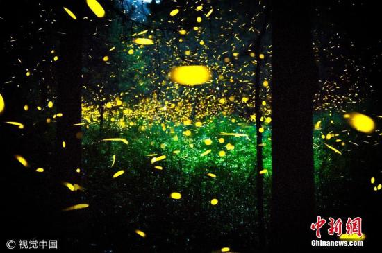 资料图：墨西哥特拉斯卡拉，数千只萤火虫在森林飞舞，如梦似幻。大批的萤火虫带动了当地旅游业。 图片来源：视觉中国