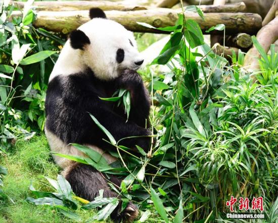 5月31日，记者在香港海洋公园探访大熊猫，据园方介绍大熊猫乐乐与盈盈已交配完成，现在正处于观察阶段。记者在新熊猫馆见到大熊猫乐乐出来活动。乐乐11岁，雄性，性格和善、爱玩，2007年4月来港至今。<a target='_blank' href='http://www.chinanews.com/'>中新社</a>记者 徐冬冬 摄