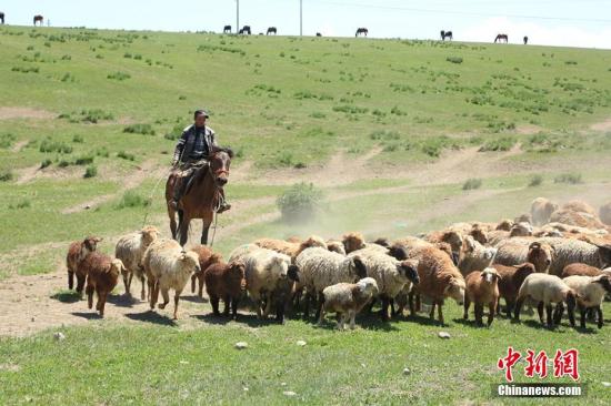 局地牧草高度近90厘米 内蒙古展现“风吹草低见牛羊”画面