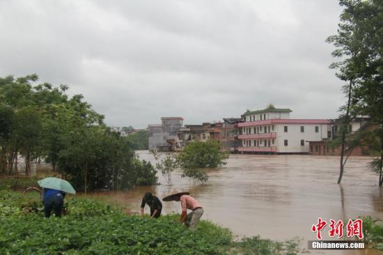 暴雨袭击湖南嘉禾,部分农田被水淹街道变河流。6月6日,雨后村民在抢救农作物。邓和明 摄 暴雨袭击湖南嘉禾,部分农田被水淹街道变河流。6月6日,雨后村民在抢救农作物。邓和明 摄