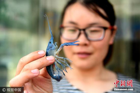 材料图：小龙虾。顾华夏 摄 图片来源：视觉中国