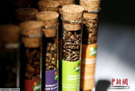 6月12日消息，比利时布鲁塞尔的一家小食品公司开发了一种新型饼干，这种饼干由蟋蟀制成。该公司在自己所有的农场里定期培育蟋蟀，为饼干提供所需的原料来源。
