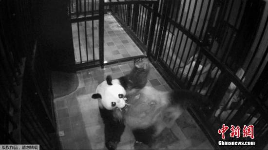 当地时间2017年6月12日，东京上野动物园的雌性大熊猫“真真”产下一只幼崽。上野动物园大熊猫产子是5年来第一次，上次得追溯到2012年。