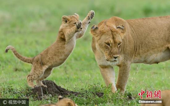 摄影师在坦桑尼亚塞伦盖蒂平原拍摄到了一组幼狮与成年母狮子玩耍的