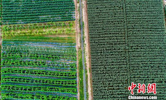 6月20日，航拍下的江西新余市省级贫困村穑诞村480亩果蔬园生机盎然。　赵春亮 摄