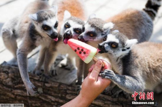 近日，匈牙利珍珠市，当地气温飙升，珍珠市动物园的小动物们吃冰戏水消暑。