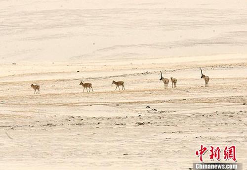 2005年5月23日，中国青海可可西里国家级自然保护区管理局局长才嘎在西宁接受记者采访时称，通过前一阶段的科考和调查，初步显示在可可西里和周边地区，藏羚羊种群数从1998年的1.5万只恢复到了现在的5万只左右，藏羚羊的保护取得了实质性成效。 图为一批藏羚羊五月在可可西里无人区内觅食。 记者 武仲林 摄