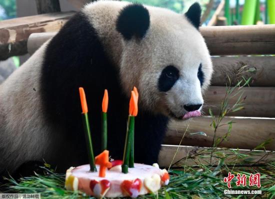 中国大熊猫“梦梦”“娇庆”自本月5日在柏林公开亮相以来，连日来在德国首都掀起了一阵“大熊猫旋风”。图为“梦梦”庆祝四岁生日，享用美味蛋糕。