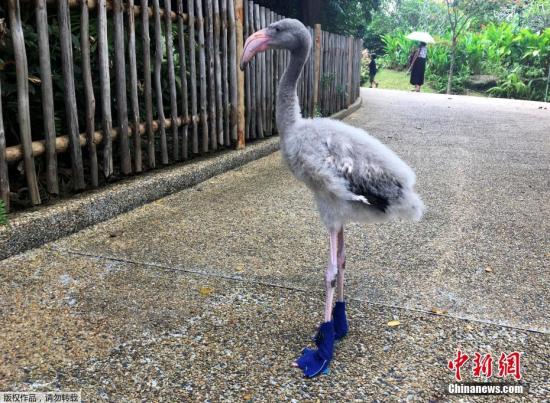当地时间2017年8月17日，新加坡裕廊飞禽公园，裕廊飞禽公园内的工作人员为了防止小火烈鸟脚被高温地面烫伤，为它穿上“鞋子”。