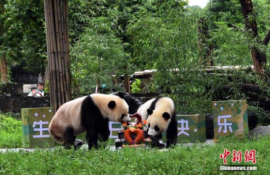 资料图:网红双胞胎大熊猫“冰冰”、“青青”在中国大熊猫保护研究中心都江堰基地迎来两岁生日。 安源 摄 资料图:网红双胞胎大熊猫“冰冰”、“青青”在中国大熊猫保护研究中心都江堰基地迎来两岁生日。 安源 摄