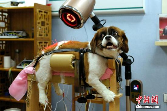 资料图：一只宠物狗在宠物医院接受针灸理疗。<a target='_blank' href='http://www.chinanews.com/'>中新社</a>记者 李慧思 摄