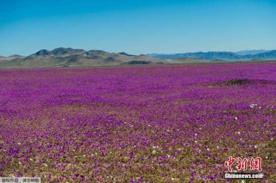 当地时间2017年8月26日，智利阿塔卡马沙漠花开遍地。