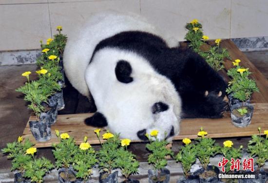 9月14日，海峡(福州)大熊猫研究交流中心对外发布消息称，第十一届亚运会吉祥物“盼盼”的原型、明星大熊猫——“巴斯”，因病于9月13日8时50分在福州离世，享年37岁。陈玉村 摄