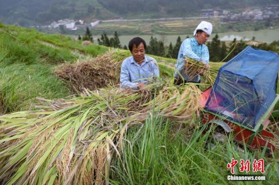 资料图:贵州榕江县八吉侗寨民众在脱粒。9月,贵州各地进入秋收的繁忙季节,田间地头一片忙碌的景象。中新社记者 贺俊怡 摄 资料图:贵州榕江县八吉侗寨民众在脱粒。9月,贵州各地进入秋收的繁忙季节,田间地头一片忙碌的景象。中新社记者 贺俊怡 摄