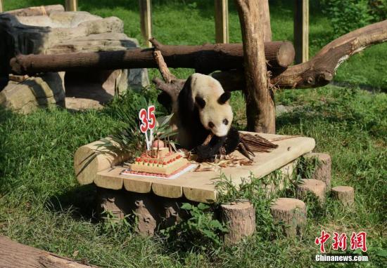 9月16日，重庆杨家坪动物园为大熊猫“新星”举办了35岁生日会，吸引众多民众参与。活动现场，不仅有工作人员为“新星”送上特别制作的生日蛋糕，还有小朋友亲手绘制十米长卷送上生日祝福。同时，工作人员还向前来参加生日会的民众分发生日蛋糕，共同庆祝大熊猫“新星”35岁生日。 周毅 摄