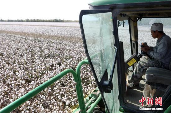×ÊÁÏͼ£ºÐ½®±øÍÅÓÀ´ÃÞ»¨´ó·áÊÕ¡£ <a target='_blank' href='http://www.chinanews.com/'>ÖÐÐÂÉç</a>¼ÇÕß Àî¹úÇì Éã ×ÊÁÏͼ£ºÐ½®±øÍÅÓÀ´ÃÞ»¨´ó·áÊÕ¡£ <a target='_blank' href='http://www.chinanews.com/'>ÖÐÐÂÉç</a>¼ÇÕß Àî¹úÇì Éã