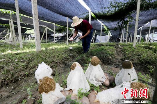 资料图 脱贫。图为在广西融水苗族自治县香粉乡新平村，村民在田间采收竹荪。　谭凯兴 摄