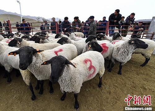 资料图：新疆乌鲁木齐市水磨沟区农牧局在该区欣百泉牛羊养殖专业合作社为周边三个村的农牧民发放由政府出资补贴的优质种公羊。<a target=