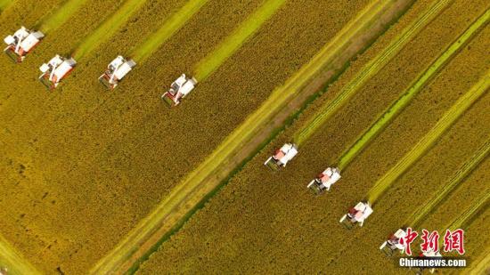 资料图：航拍水稻收割现场场景壮观。孟德龙 摄