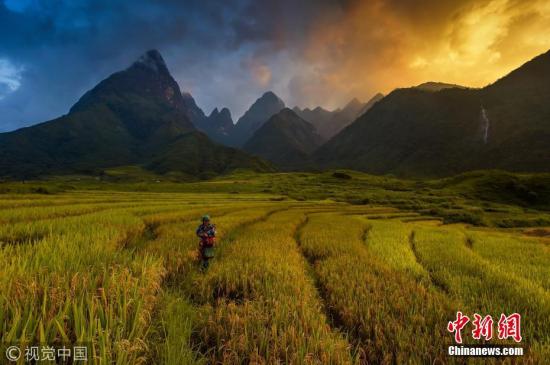 资料图：越南水稻梯田风光。摄影师：萨拉沃特·惠特拉 图片来源：视觉中国