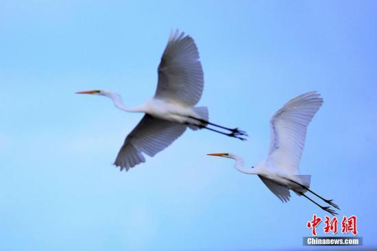10月27日，青海湖国家级自然保护区管理局对外发布一批鸟类调查监测中拍摄到的迁徙候鸟“靓照”。图为迁飞中的大白鹭。 杨涛 摄