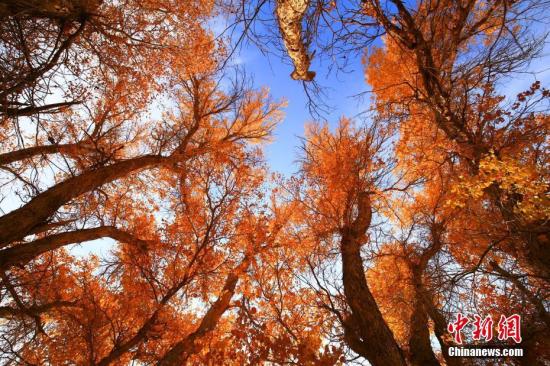 在深秋时节，位于新疆托克逊县库米什镇柯尔克孜铁米村以南5公里处的天山脚下，一片上百年的胡杨林坚韧挺拔，风景美如画。进入10月以来，这里的大片胡杨林进入最美观赏季。走进这里，仿佛进入了如诗如画的金色世界。金黄色的胡杨树叶随风飘荡，一条溪流从胡杨林中穿过，滋养着周边的“生灵”。胡杨是世界上最古老的一种杨树，以强大的生命力闻名，素有“大漠英雄树”的美称。图为挺拔在蓝天之下的胡杨树在秋季显得遒劲。 李靖海 摄