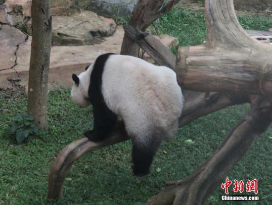 Photo taken on Nov. 18, 2017 shows the giant panda Cai Tao plays in Taman Safari Indonesia in Bogor, West Java. (File photo/China News Service)