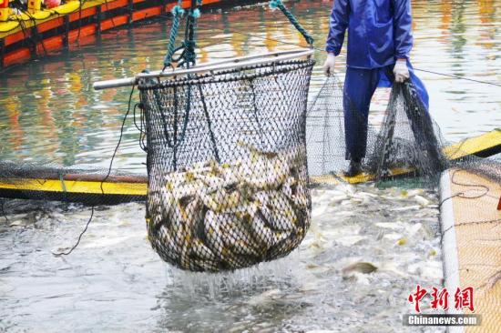 起网捕捞瞬间。林榕生 摄 起网捕捞瞬间。林榕生 摄