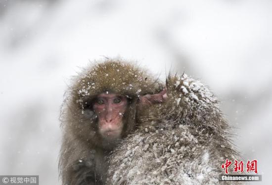 当地时间2017年12月27日，日本山之内，地狱谷野猿公苑的猕猴雪天泡温泉。据公园官方网站称，野生日本猕猴被称为雪猴。 图片来源：视觉中国