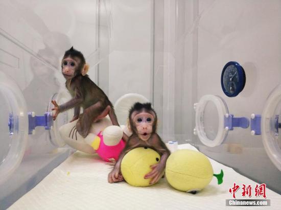 孙强说，在“多莉”诞生以后，马、牛、兔、猫、狗、骆驼等哺乳类动物的体细胞克隆相继成功，但与人类相近的灵长类动物的体细胞克隆一直未被攻克。体细胞克隆猴的重要性在于，能够在一年内产生大批遗传背景相同、可以模拟人类疾病的模型猴。 图片来源：中科院神经所供图