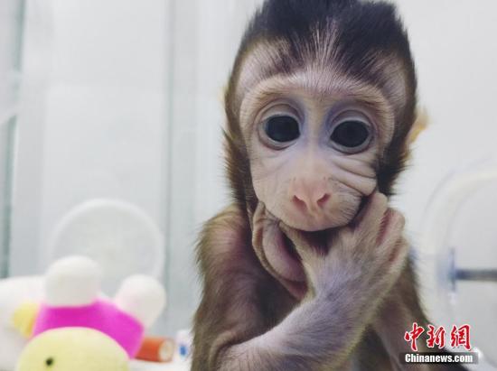 全球顶尖学术期刊《细胞》1月25日在线发表了中国科学家的一项成果：成功培育全球首个体细胞克隆猴。中国科学院神经科学研究所、脑科学与智能技术卓越创新中心的非人灵长类平台里已有两个体细胞克隆猴，分别是2017年11月27日诞生的“中中”和同年12月5日诞生的“华华”。 图片来源：中科院神经所供图
