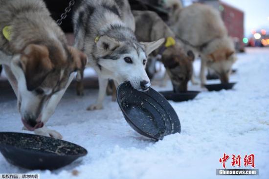ʱ33գ˹ݷѶ˹һһȵİ޵¹ѩ(Iditarod Trail Sled Dog Race)С޵¹ѩĹѩȫ1688Ҫ9ʱɡÿ3·ݣڰ˹ݵİпʼԼ18յڰ˹ݱŵķNome