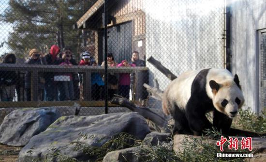 当地时间3月18日，不少民众赶至多伦多动物园，为中国租借给加拿大的4只大熊猫送行。大熊猫们即将从加国第一大城市多伦多迁居至石油城卡尔加里，当日是它们在多伦多与公众见面的最后一天。大熊猫“大毛”和“二顺”于2013年3月25日来到加拿大。按照中加双方的协议，它们要在多伦多和卡尔加里各居住5年。2015年10月，接受了人工授精的“二顺”在多伦多产下双胞胎“加盼盼”、“加悦悦”。 <a target='_blank' href='http://www.chinanews.com/'>中新社</a>记者 余瑞冬 摄