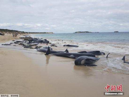 当地时间2018年3月23日，超过150头领航鲸搁浅在澳大利亚哈梅林湾，目前已有一半死亡。救援人员正尝试帮助幸存的鲸鱼重回海中。