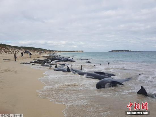 当地时间3月23日，超过150头领航鲸搁浅在澳大利亚哈梅林湾，目前已有一半死亡。救援人员正尝试帮助幸存的鲸鱼重回海中。
