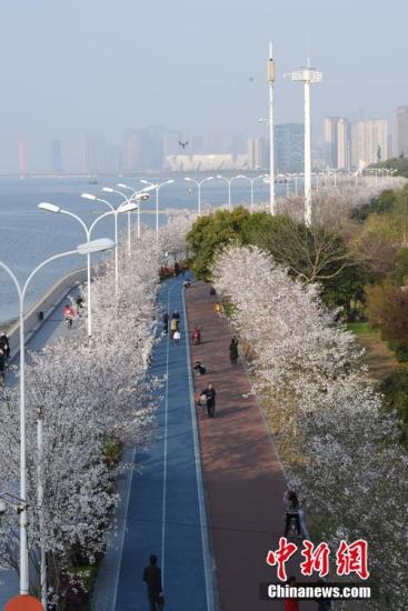 People walk along a road with cherry blossom trees on both sides. (File photo/China News Service)